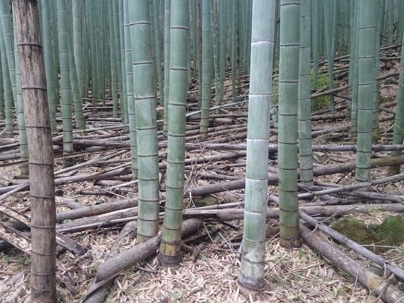 竹の伐採と片付け