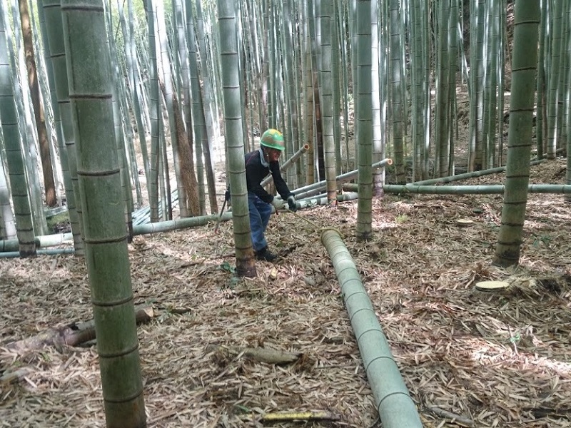 竹の伐採と片付け